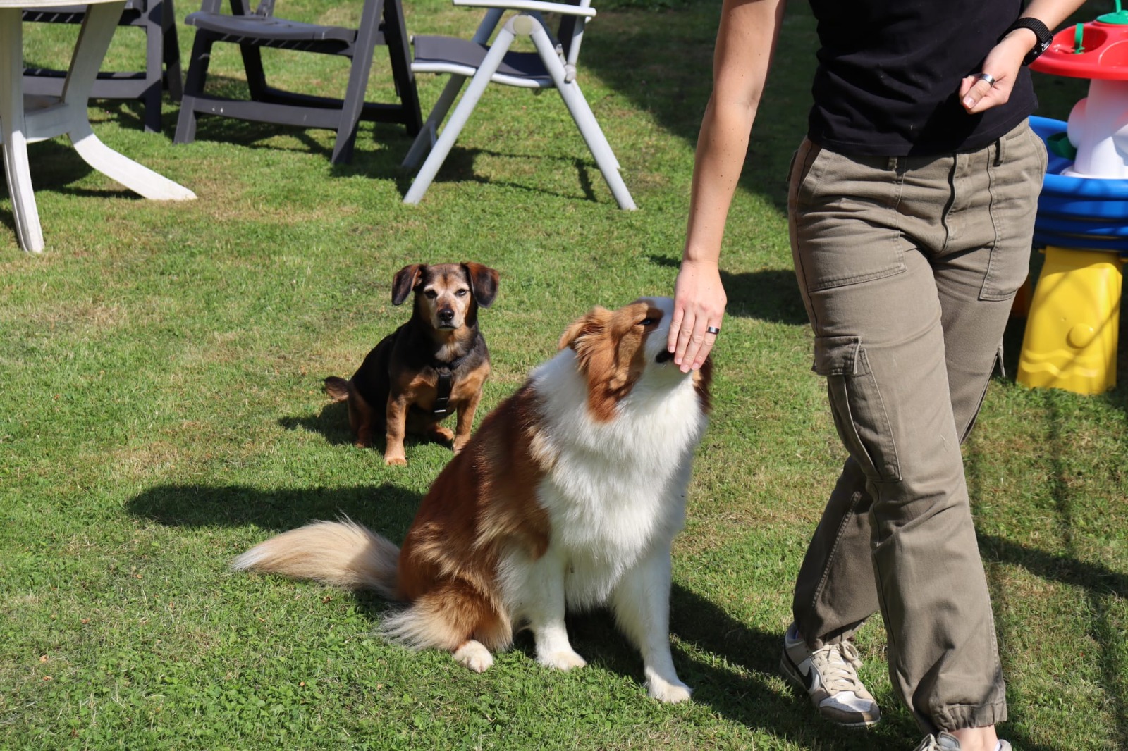 Einblick in das Hundetraining bei MoveMates in Paderborn
