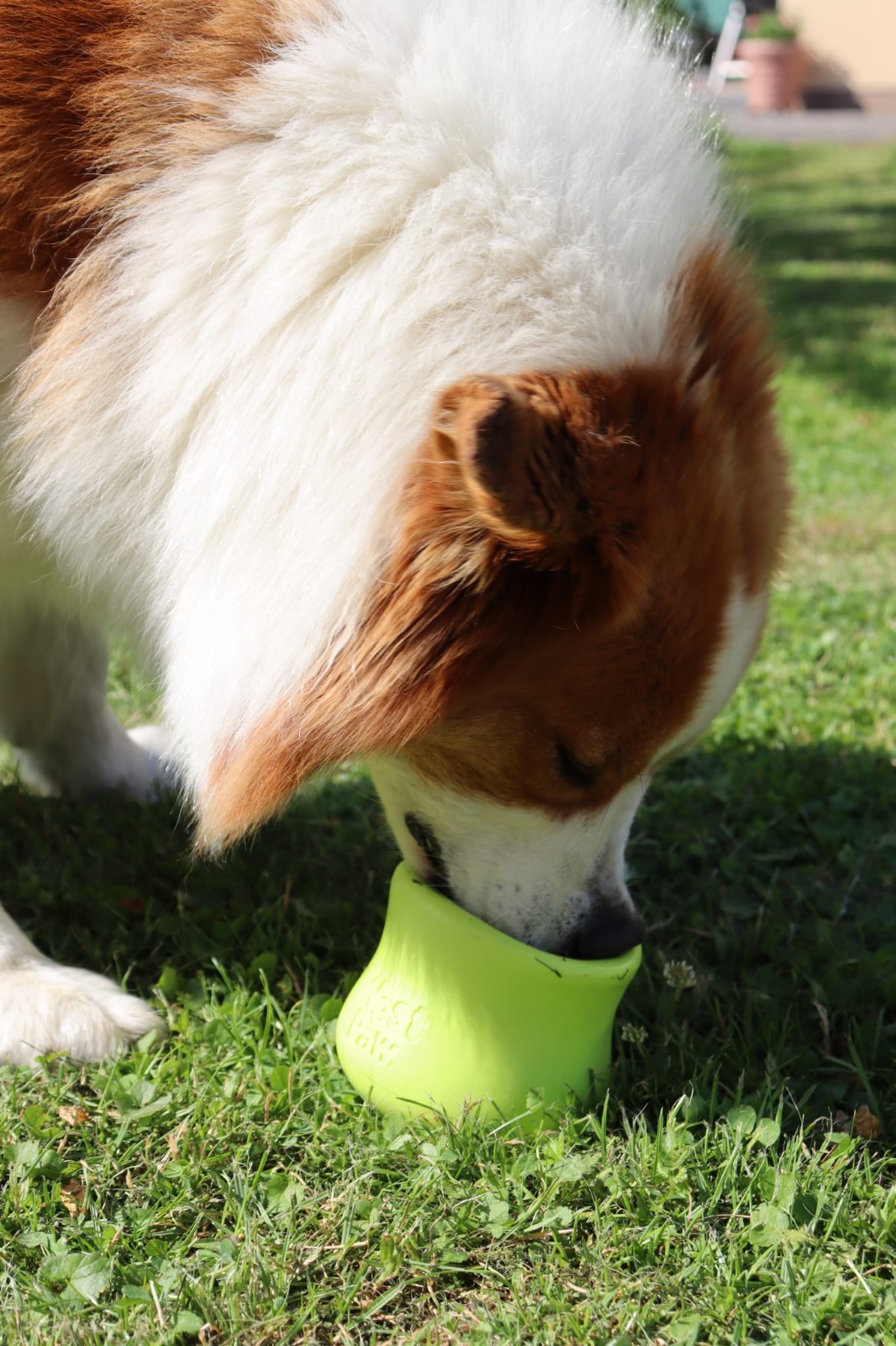 Mensch-Hund-Team beim Training mit MoveMates