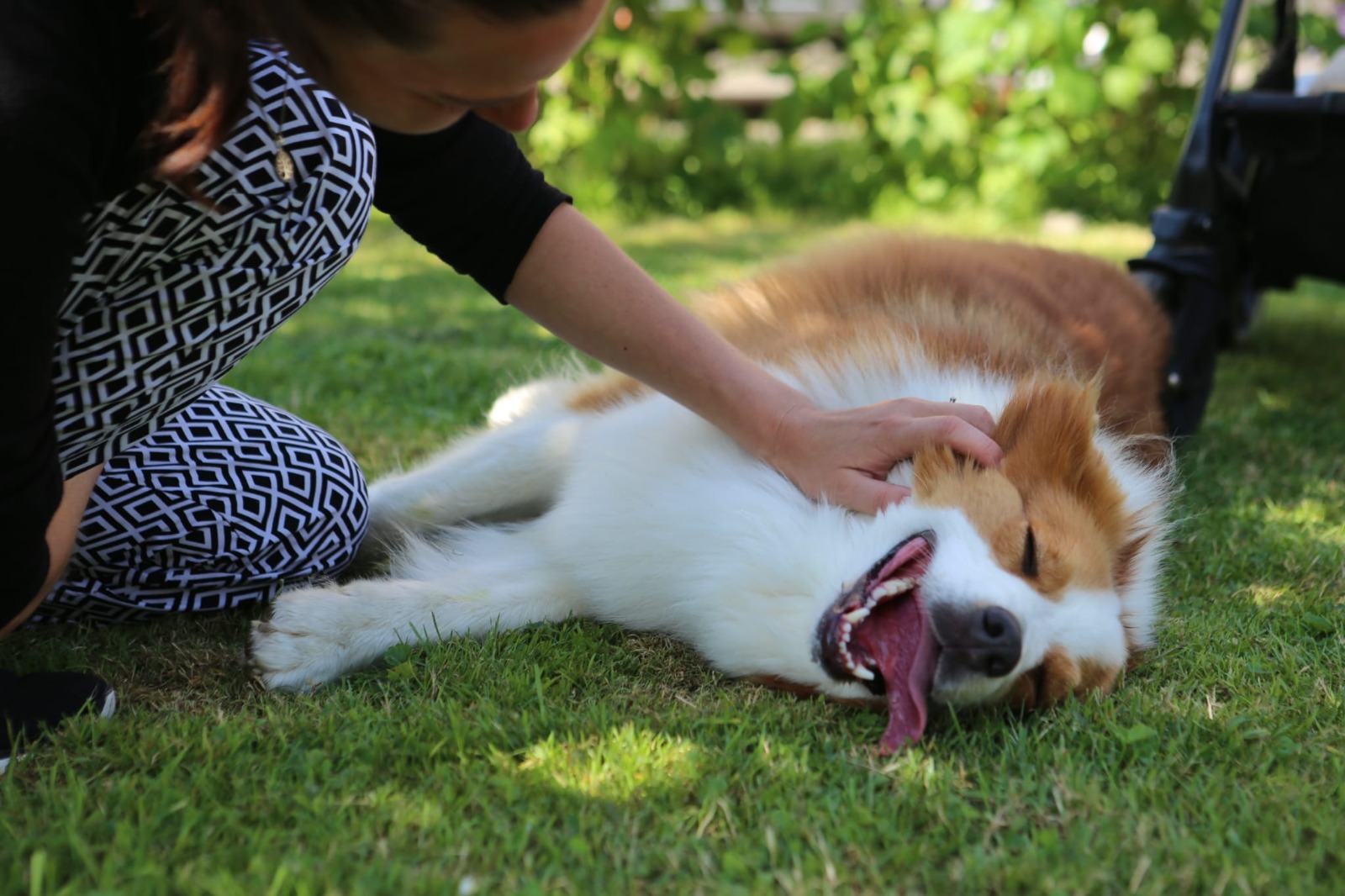 Hundetraining in Paderborn und Umgebung bei MoveMates