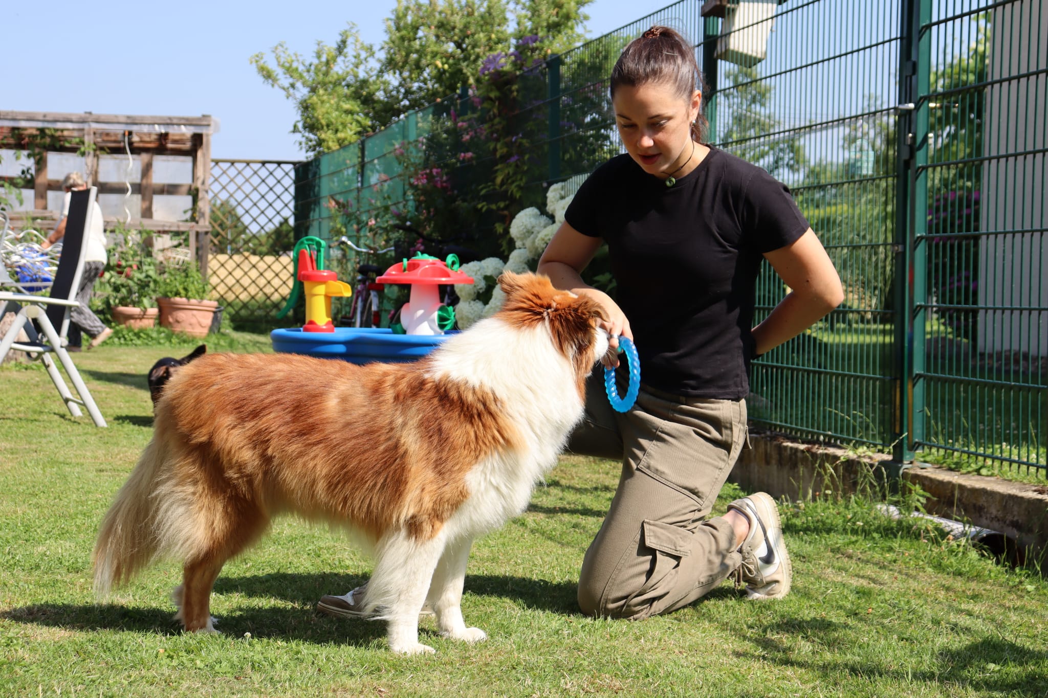 MoveMates Hundetraining im Alltag